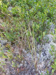 Piptatheropsis canadensis