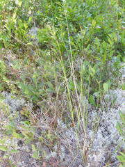 Piptatheropsis canadensis