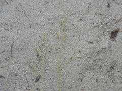 Piptatheropsis canadensis