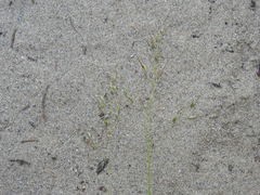 Piptatheropsis canadensis