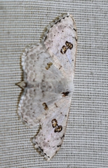 Somatina omicraria