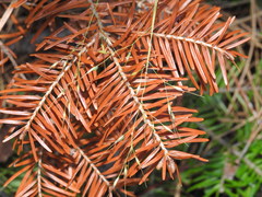 Piptatheropsis canadensis