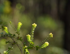 Pimelea flava flava