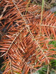 Piptatheropsis canadensis