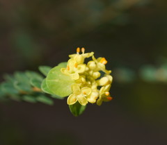 Pimelea flava flava