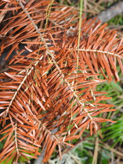 Piptatheropsis canadensis