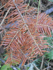 Piptatheropsis canadensis