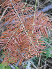 Piptatheropsis canadensis