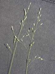 Piptatheropsis canadensis