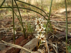 Lomandra juncea