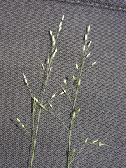 Piptatheropsis canadensis