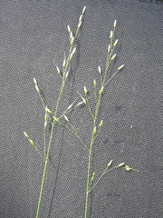 Piptatheropsis canadensis