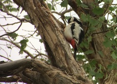 Dendrocopos leucopterus