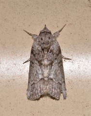 Nycteola polycyma
