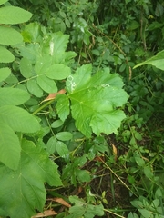 Heracleum sosnowskyi