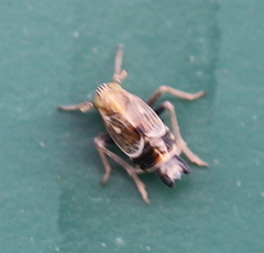 Dicranotropis