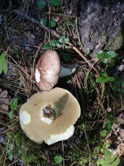 Suillus placidus