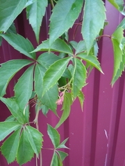 Parthenocissus quinquefolia