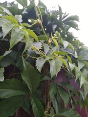 Parthenocissus quinquefolia