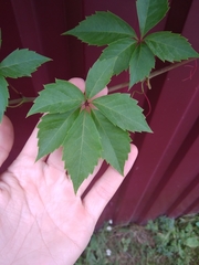 Parthenocissus quinquefolia