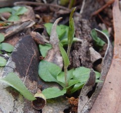 Pterostylis nana