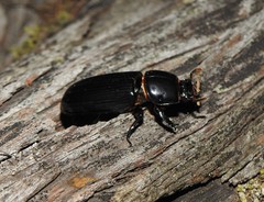 Aulacocyclus