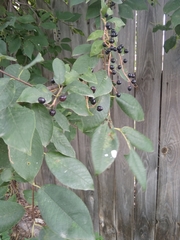 Prunus padus