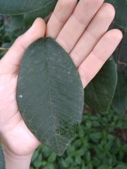 Prunus padus