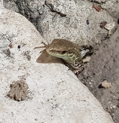 Podarcis siculus