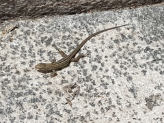 Podarcis siculus