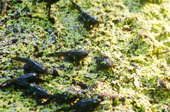 Rhinophrynus dorsalis