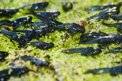 Rhinophrynus dorsalis