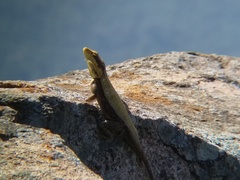 Psammophilus dorsalis