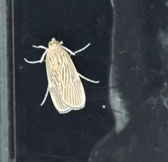 Tyspanodes linealis
