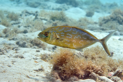 Caranx bartholomaei