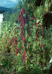 Amaranthus caudatus