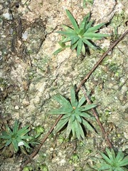 Dawsonia longiseta