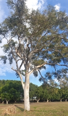 Eucalyptus tereticornis