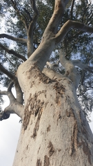 Eucalyptus tereticornis