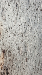 Eucalyptus tereticornis