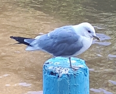 Larus canus
