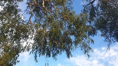 Eucalyptus tereticornis