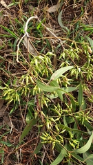 Eucalyptus tereticornis