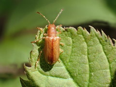 Syneta ferruginea