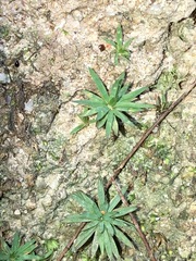 Dawsonia longiseta