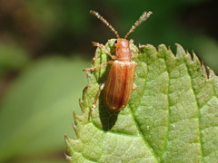 Syneta ferruginea