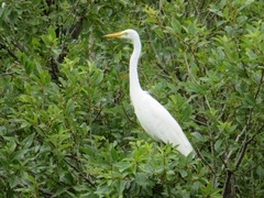 Ardea intermedia