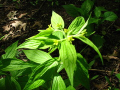 Lithospermum latifolium