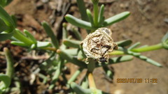 Lampranthus holensis