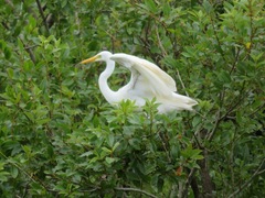 Ardea intermedia